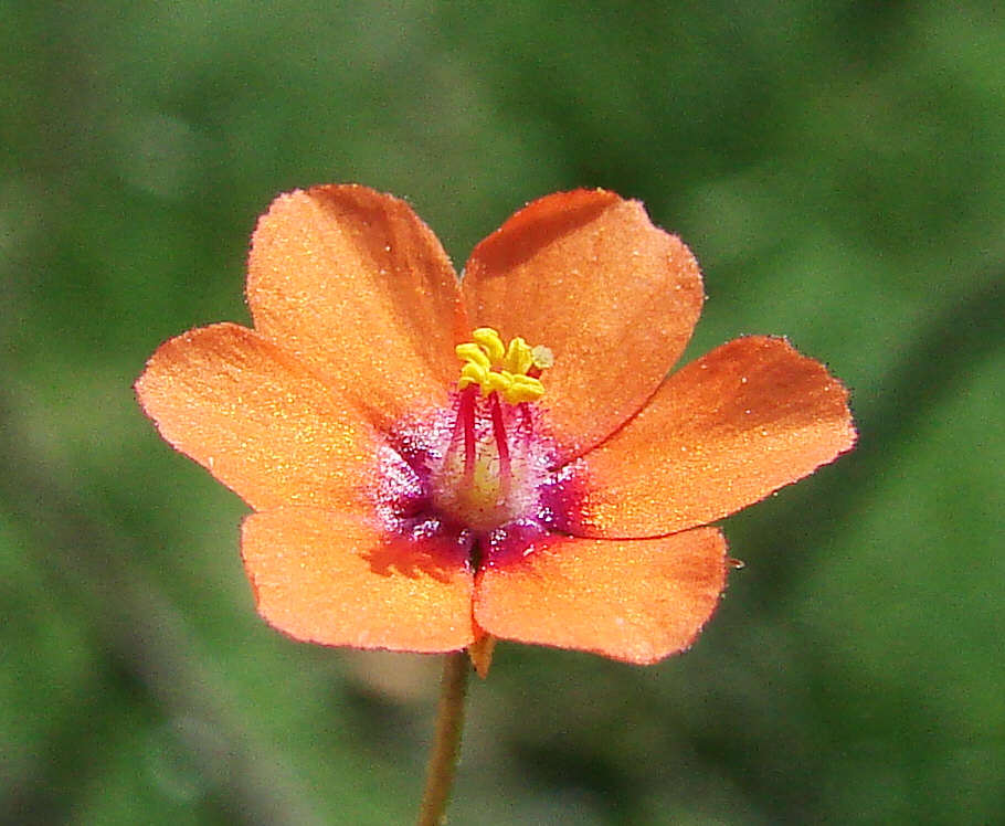 Anagallis arvensis / Acker-Gauchheil / Blüte / Primulaceae / Primelgewächse / wird neuerdings wohl zu den Myrsinengewächsen (Myrsinaceae) gestellt