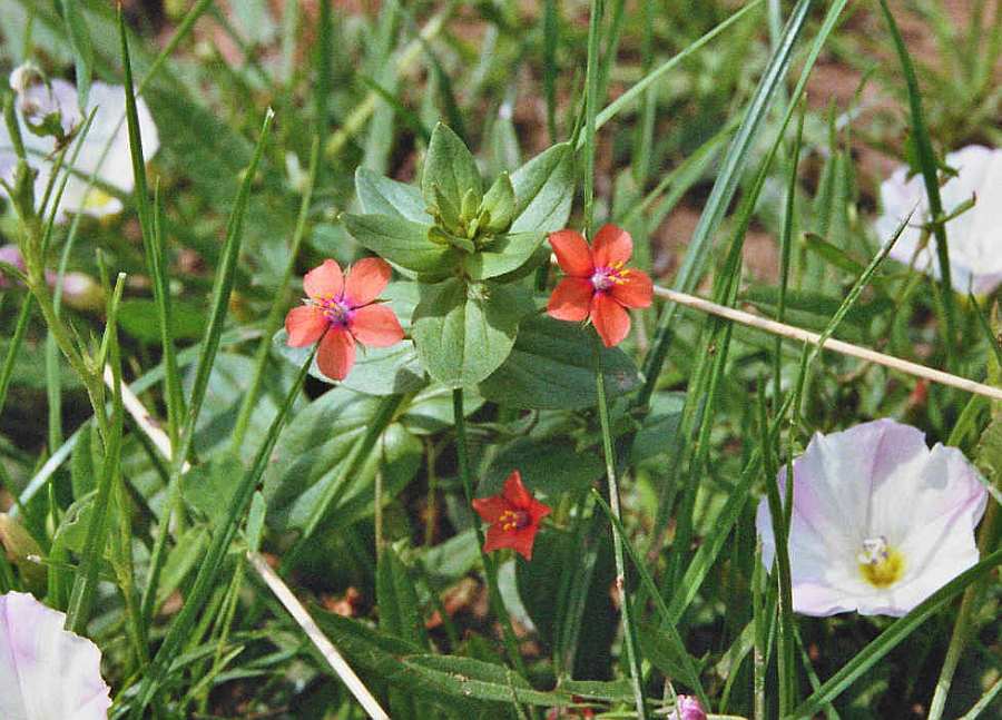 Anagallis arvensis / Acker-Gauchheil / Habitus / Primulaceae / Primelgewächse / wird neuerdings wohl zu den Myrsinengewächsen (Myrsinaceae) gestellt