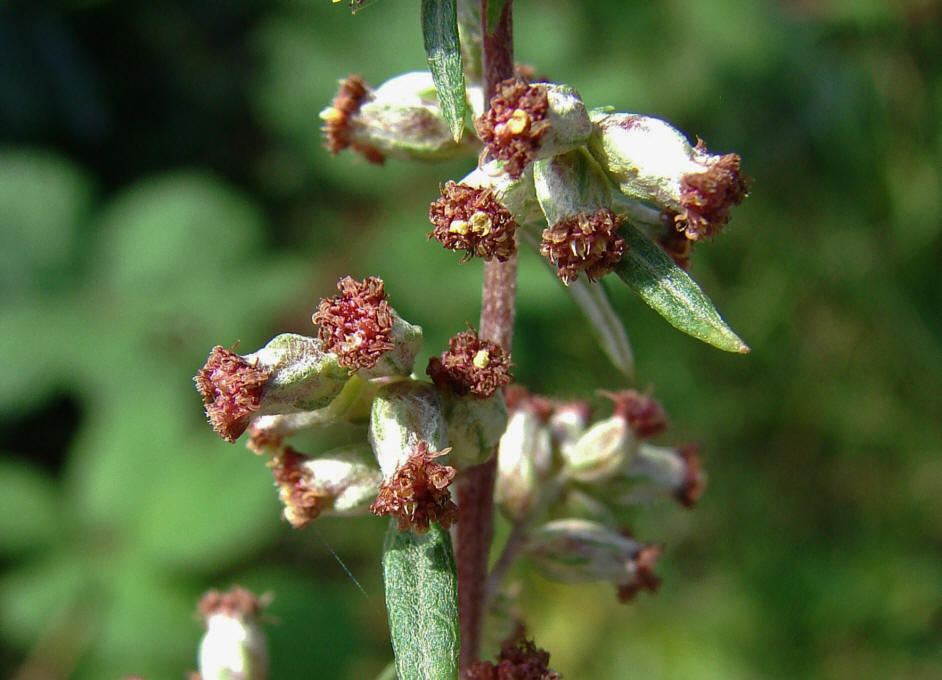 Artemisia vulgaris / Gewöhnlicher Beifuß / Asteraceae / Korbblütengewächse