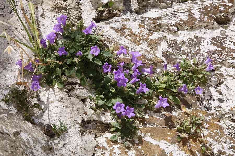Campanula carpatha / Karpathos-Glockenblume / Glockenblumengewächse / Campanulaceae