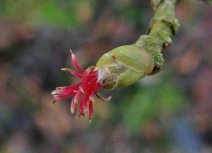 Corylus avellana / Gewöhnliche Hasel / Haselnuss / Betulaceae / Birkengewächse / weibliche Blüte