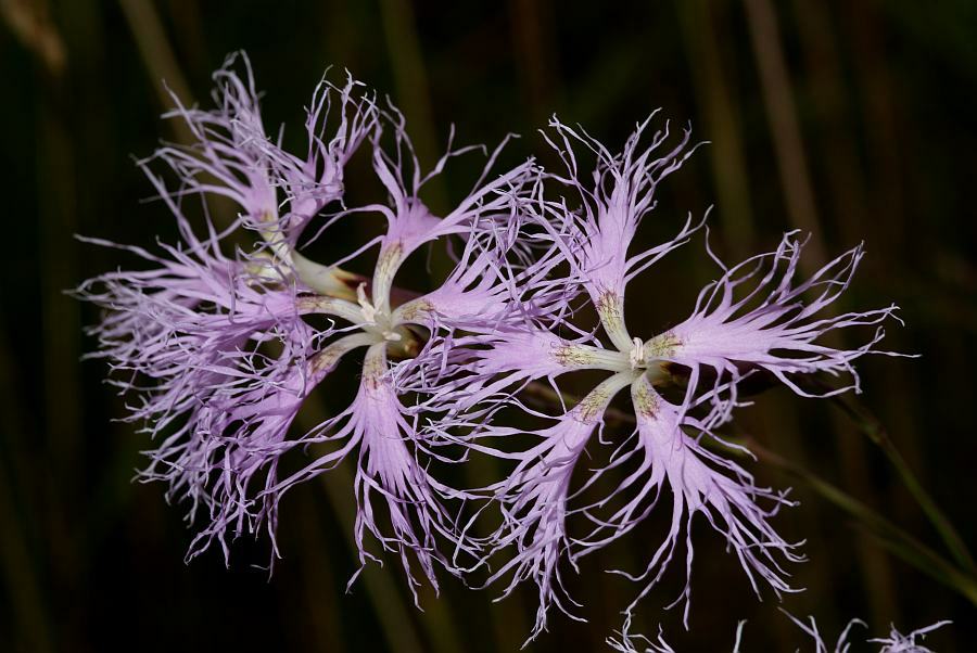 Dianthus superbus / Prachtnelke / Caryophyllaceae / Nelkengewächse