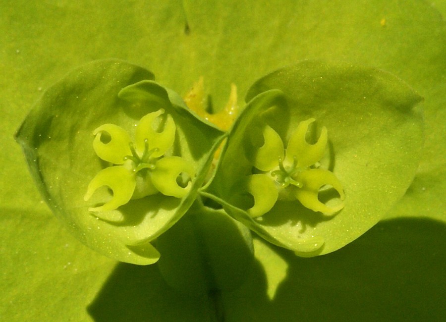 Euphorbia amygdaloides / Mandelblättrige Wolfsmilch / Euphorbiaceae / Wolfsmilchgewächse