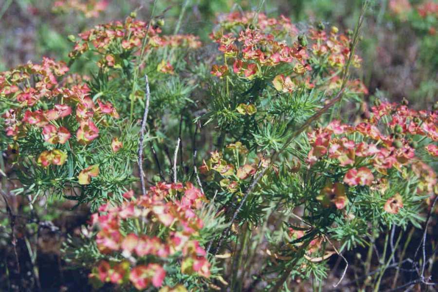 Euphorbia cyparissias / Zypressen-Wolfsmilch / Euphorbiaceae / Wolfsmilchgewächse / Giftig / Futterpflanze der Raupe des Wolfsmilchschwärmers