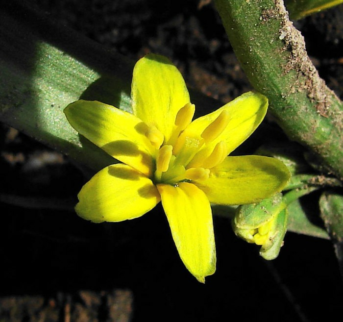 Gagea lutea / Wald-Gelbstern / Wald-Goldstern / Liliaceae / Liliengewächse