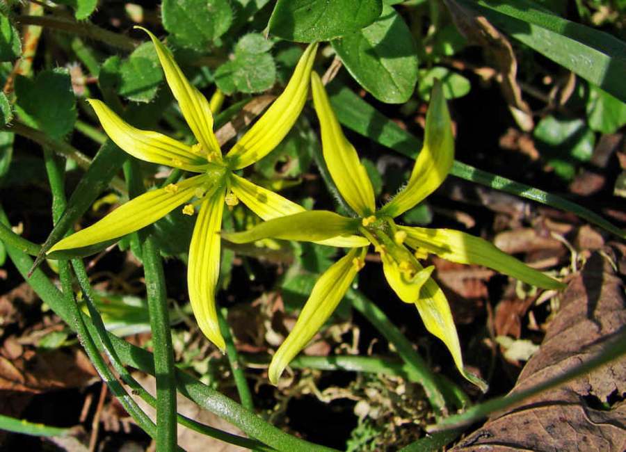 Gagea pratensis / Wiesen-Gelbstern (auch Wiesen-Goldstern) / Liliaceae / Liliengewächse