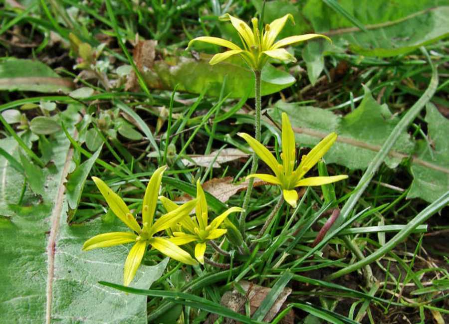 Gagea villosa / Acker-Gelbstern (auch Acker-Goldstern) / Liliaceae / Liliengewächse