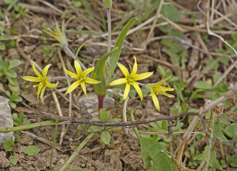 Gagea villosa / Acker-Gelbstern (auch Acker-Goldstern) / Liliaceae / Liliengewächse