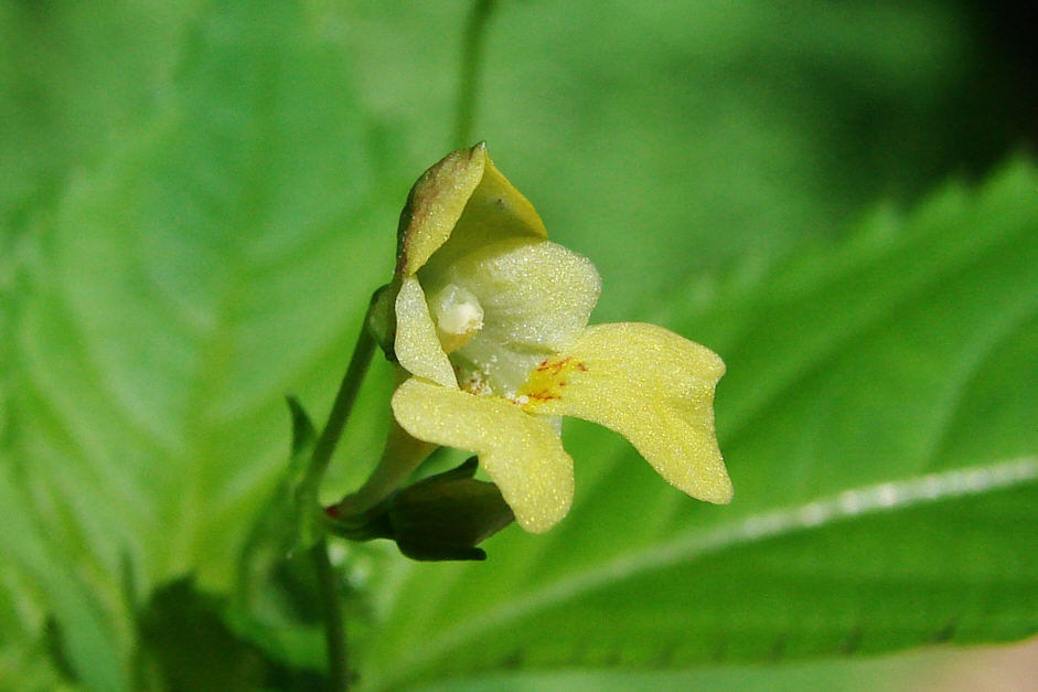 Impatiens parviflora / Kleinblütiges Springkraut / Balsaminaceae / Balsminengewächse / Eingebürgerter Neophyt aus Nord-Ost Asien