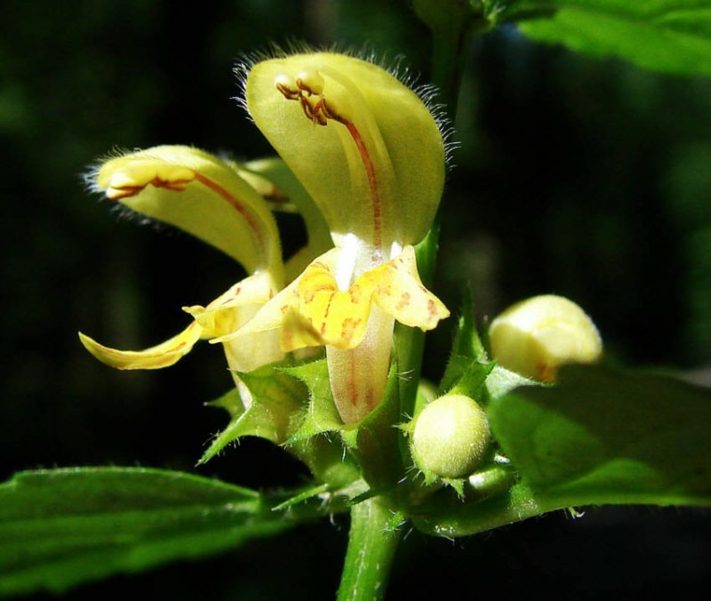 Lamium montanum / Berg-Goldnessel / Lamiaceae / Lippenblütengewächse