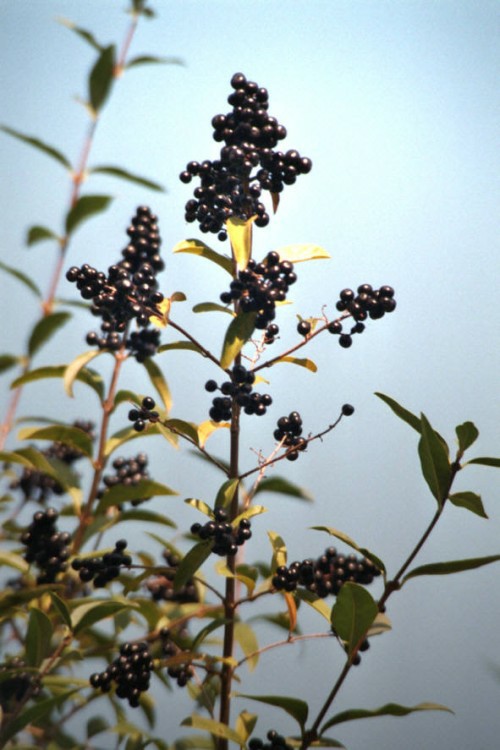 Ligustrum vulgare / Gemeiner Liguster / Oleaceae / Ölbaumgewächse / Giftig / Bis 4m hoher Strauch