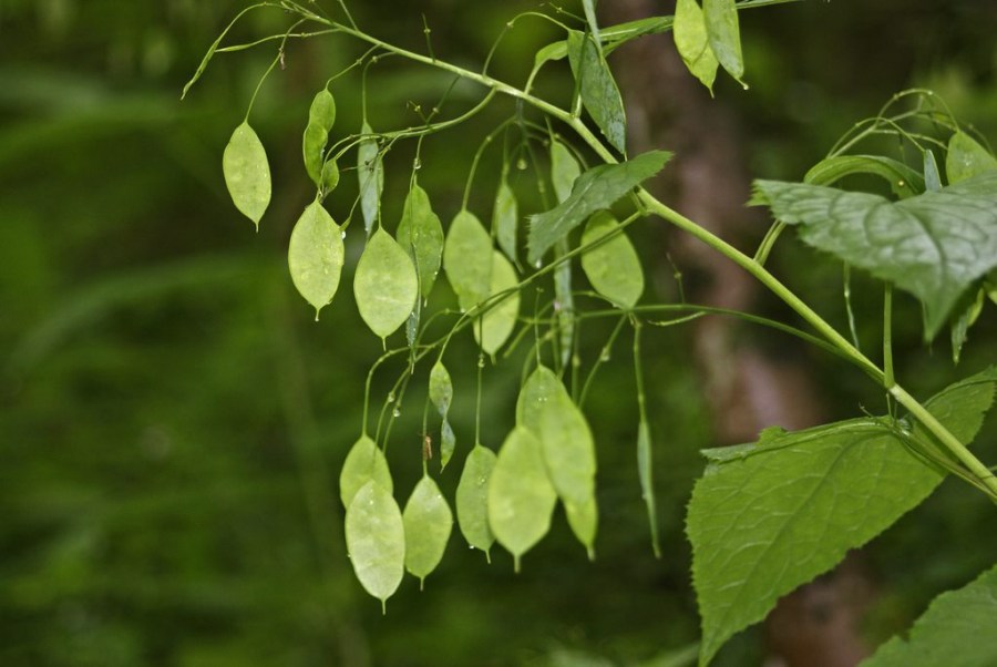 Lunaria rediviva / Ausdauerndes Silberblatt / Mondviole (Samenstand) / Brassicaceae / Kreuzblütengewächse
