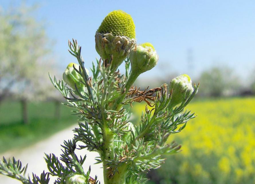 Matricaria discoidea / Strahlenlose Kamille / Asteraceae / Korbblütengewächse 