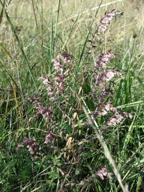 Odontites vulgaris / Roter Zahntrost / Scrophulariaceae - Braunwurzgewächse
