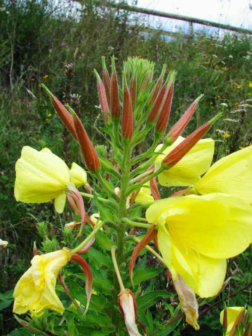 Oenothera glazioviana / Rotkelchige Nachtkerze / Onagraceae (=Oenotheraceae)  / Nachtkerzengewächse