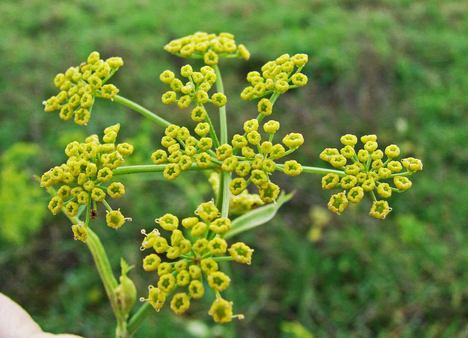 Pastinaca sativa / Gemeiner Pastinak / Apiaceae / Doldenblütengewächse
