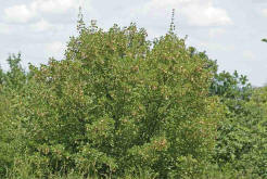 Acer monspessulanum / Franzsischer Ahorn / Aceraceae / Ahorngewchse / Sapindaceae - Seifenbaumgewchse