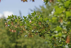 Acer monspessulanum / Franzsischer Ahorn / Aceraceae / Ahorngewchse / Sapindaceae - Seifenbaumgewchse