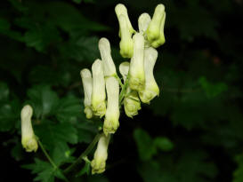 Aconitum lycoctonum / Wolfs-Eisenhut / Gelber Eisenhut / Ranunculaceae / Hahnenfugewchse