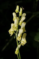 Aconitum lycoctonum / Wolfs-Eisenhut / Gelber Eisenhut / Ranunculaceae / Hahnenfugewchse