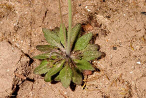Arabidopsis thaliana / Acker-Schmalwand / Brassicaceae / Kreuzblütengewächse