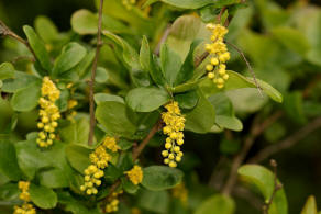 Berberis vulgaris / Gewhnliche Berberitze / Sauerdorn / Berberidaceae / Sauerdorngewchse (Karlstadt)