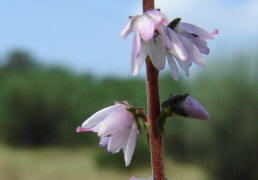 Calluna vulgaris / Gemeine Besenheide / Heidekraut / Ericaceae / Heidekrautgewächse