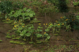 Caltha palustris / Sumpf-Dotterblume / Ranunculaceae / Hahnenfußgewächse / Geht durch Trockenlegung vieler Feuchtwiesen in ihrem Bestand stetig zurück / Giftig