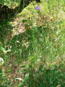 Campanula persicifolia / Pfirsichblättrige Glockenblume / Campanulaceae / Glockenblumengewächse