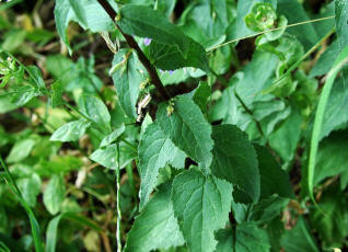 Campanula rapunculoides / Acker-Glockenblume / Campanulaceae / Glockenblumengewchse