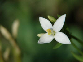 Centaurium erythraea / Echtes Tausendgüldenkraut / Gentianaceae / Enziangewächse / seltene, weißblühende Form