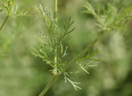 Coriandrum sativum / Koriander / Apiaceae / Doldenblütengewächse