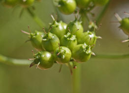 Coriandrum sativum / Koriander (Früchte) / Apiaceae / Doldenblütengewächse