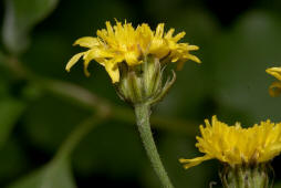 Crepis biennis / Wiesen-Pippau / Asteraceae / Korbblütengewächse