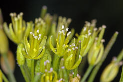 Descurainia sophia / Besenrauke / Sophienkraut / Brassicaceae / Kreuzblütengewächse