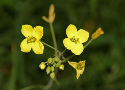 Diplotaxis tenuifolia / Schmalblättrige Doppelsame / Wilde Rauke / Brassicaceae / Kreuzblütengewächse