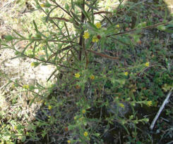 Dittrichia graveolens / Klebriger Alant / Asteraceae / Korbblütengewächse