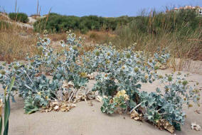 Eryngium maritimum  / Strand-Mannstreu / Strand-Distel / Apiaceae / Doldenblütengewächse