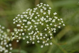 Falcaria vulgaris / Sichelmöhre / Apiaceae / Doldenblütengewächse