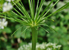 Falcaria vulgaris / Sichelmöhre (Hüllblätter) / Apiaceae / Doldenblütengewächse