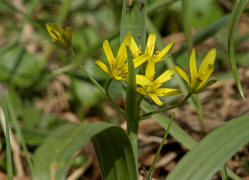 Gagea lutea / Wald-Gelbstern / Wald-Goldstern / Liliaceae / Liliengewächse