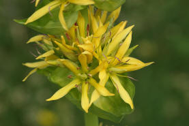Gentiana lutea / Gelber Enzian / Gentianaceae / Enziangewächse