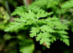 Geranium robertianum / Stinkender Storchschnabel / Geraniaceae / Storchschnabelgewächse