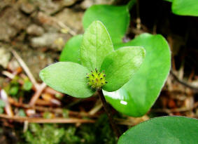 Hepatica nobilis / Leberblmchen (fruchtend) / Ranunculaceae / Hahnenfugewchse