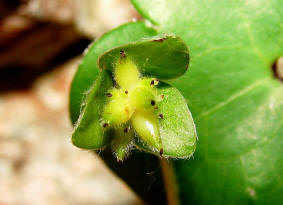 Hepatica nobilis / Leberblmchen (fruchtend) / Ranunculaceae / Hahnenfugewchse