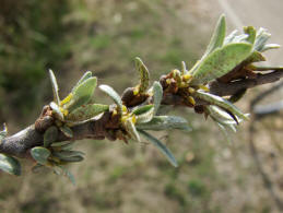 Hippophae rhamnoides / Sanddorn / Elaeagnaceae / Ölweidengewächse