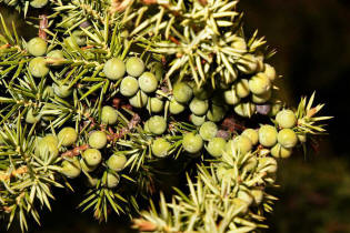Juniperus communis / Gewhnlicher Heide-Wacholder (unreife Frchte) / Cupressaceae / Zypressengewchse