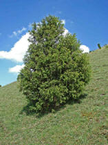 Juniperus communis / Gewhnlicher Heide-Wacholder / Cupressaceae / Zypressengewchse