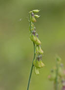 Lathyrus latifolius / Breitblättrige Platterbse / Fabaceae / Schmetterlingsblütengewächse