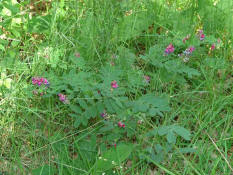 Lathyrus niger / Schwarze Platterbse / Habitus / Fabaceae / Schmetterlingsblütengewächse